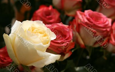 Greater roses.