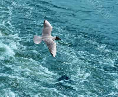 The seagull in flight.