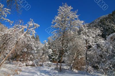 Montain Snow 4