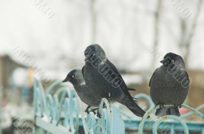 Ravens