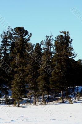 Altai Mountain with snow in winter