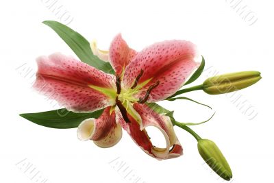 pink lily isolated