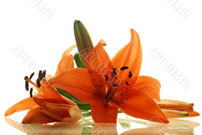 few lilies with reflection