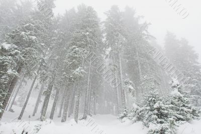 snow-covered pine-tree forest