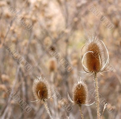 Three Thistles