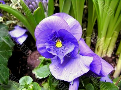 Colorful heartsease with water droplets