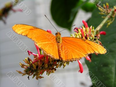 Orange butterfly sitting on a flower