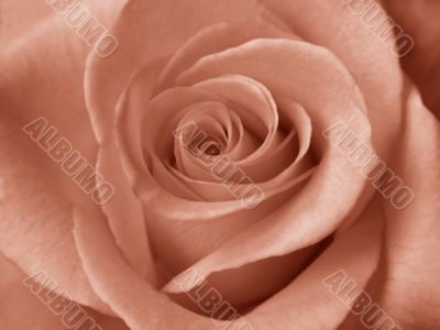 A dingy pink rose, close-up