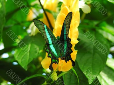 Colorful butterfly on tropical plant
