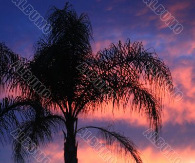 Palm Tree at Sunset