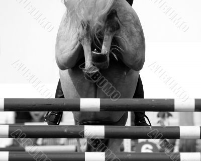 Horse Jump