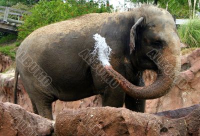 Elephant