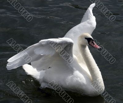 Flapping Swan