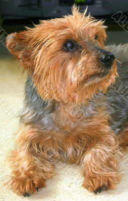 Cute Dog