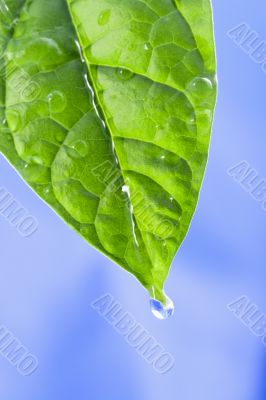 green leaf with water drops