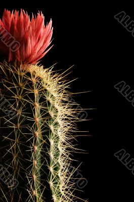 flowering cactus
