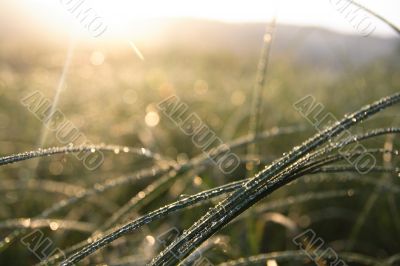 dew on a grass. Sunrise.