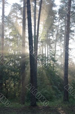 Sunrise beams in wood