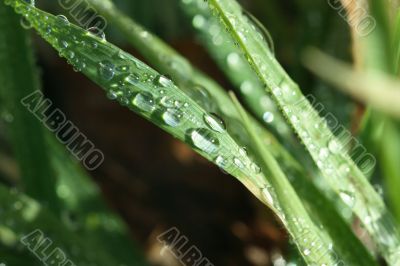 Droplets on grass leaf