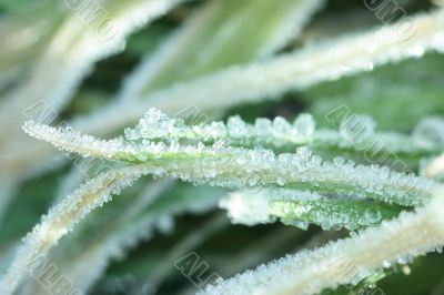 Frozen grass