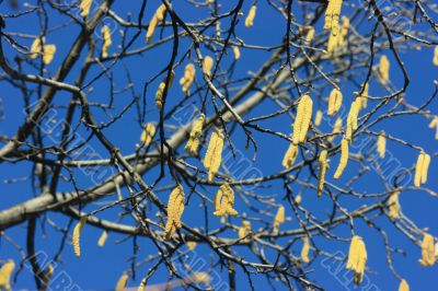 Spring catkins
