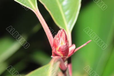 Tree bud