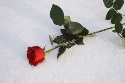 Red rose on snow