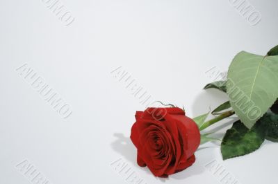 Red rose on white