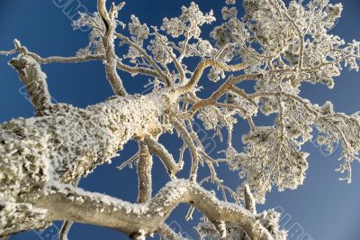 Snowy winter tree.