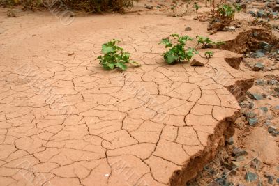 Drought.