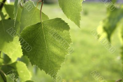 Green sheet.