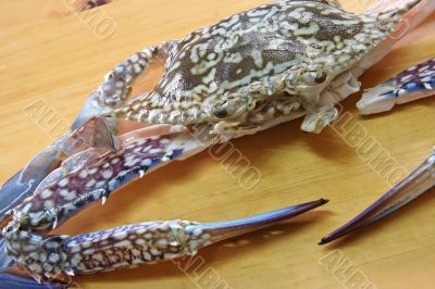 Fresh crab