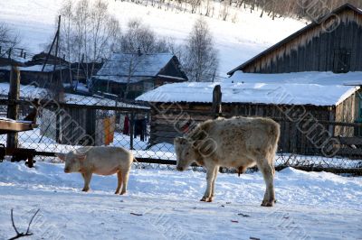 Cow and snow in Altai in winter