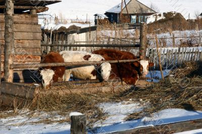 Cow and snow in Altai in winter