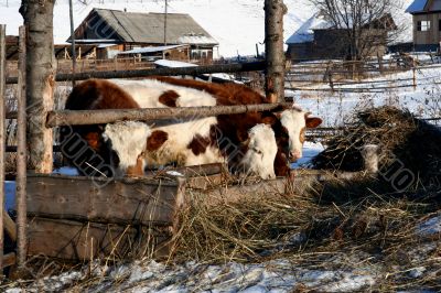 Cow and snow in Altai in winter