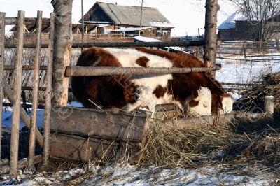 Cow and snow in Altai in winter