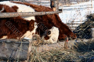 Cow and snow in Altai in winter
