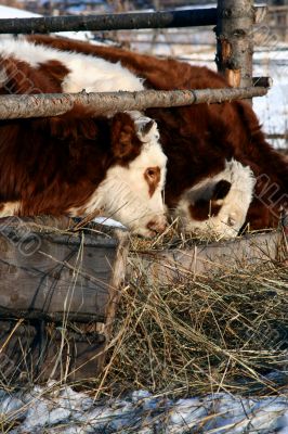 Cow and snow in Altai in winter