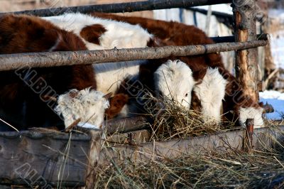 Cow and snow in Altai in winter