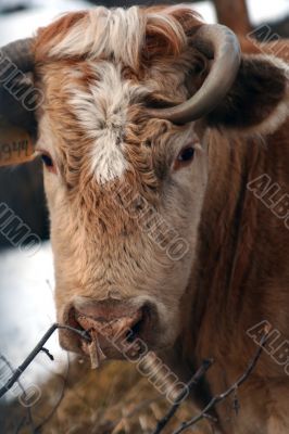Cow and snow in Altai in winter