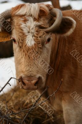 Cow and snow in Altai in winter
