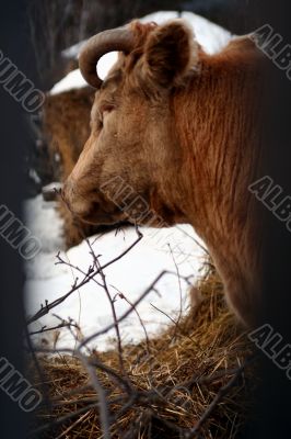Cow and snow in Altai in winter