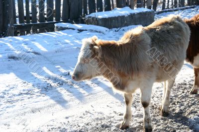 Cow and snow in Altai in winter