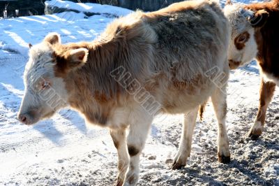 Cow and snow in Altai in winter