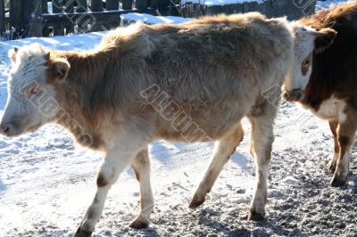 Cow and snow in Altai in winter