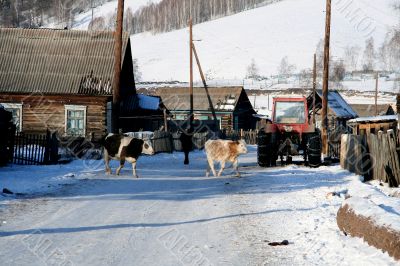 Cow and snow in Altai in winter