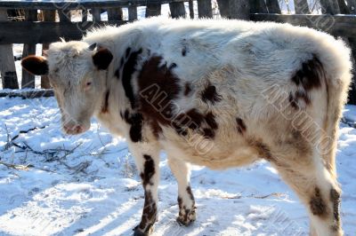 Cow and snow in Altai in winter
