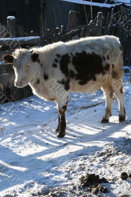 Cow and snow in Altai in winter