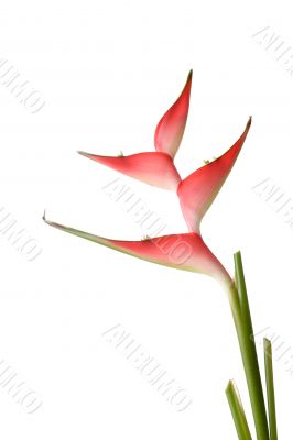 Beautiful helicon flower