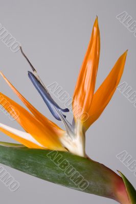 Bird of paradise flower